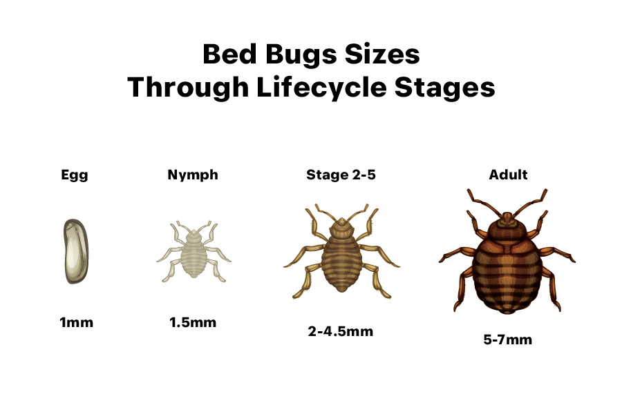 Bed Bugs Sizes Through Lifecycle Stages