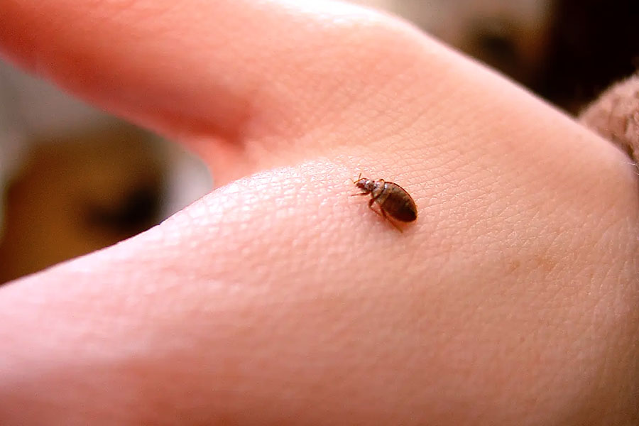 How Big is a Bed Bug