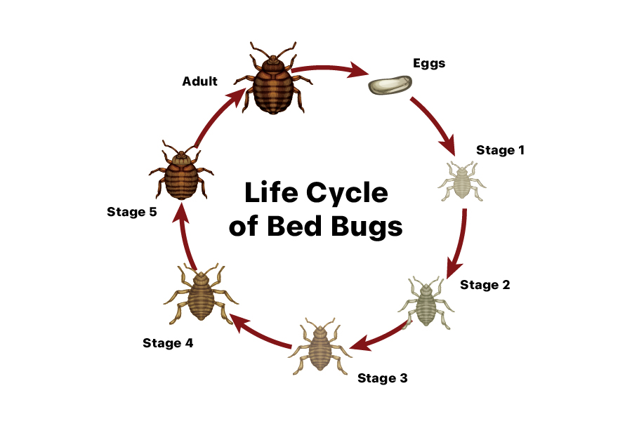 Life Cycle of Bed Bugs