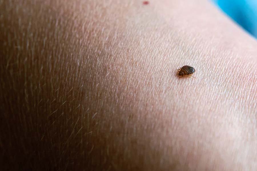 Do Bed Bugs Jump from Person to Person?