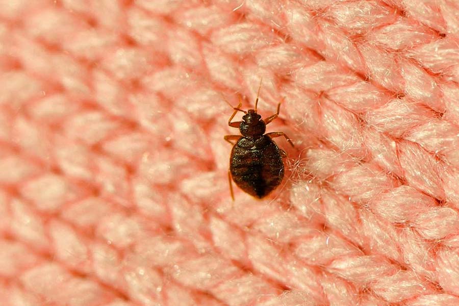 Do Bed Bugs Jump from Person to Person?