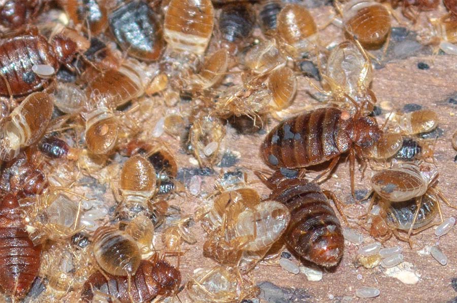 Common Misconceptions About Bed Bugs