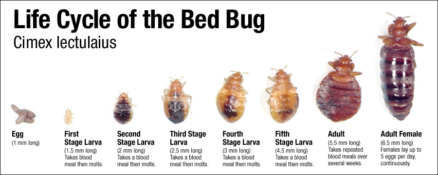 Dormancy Periods in Different Life Stages