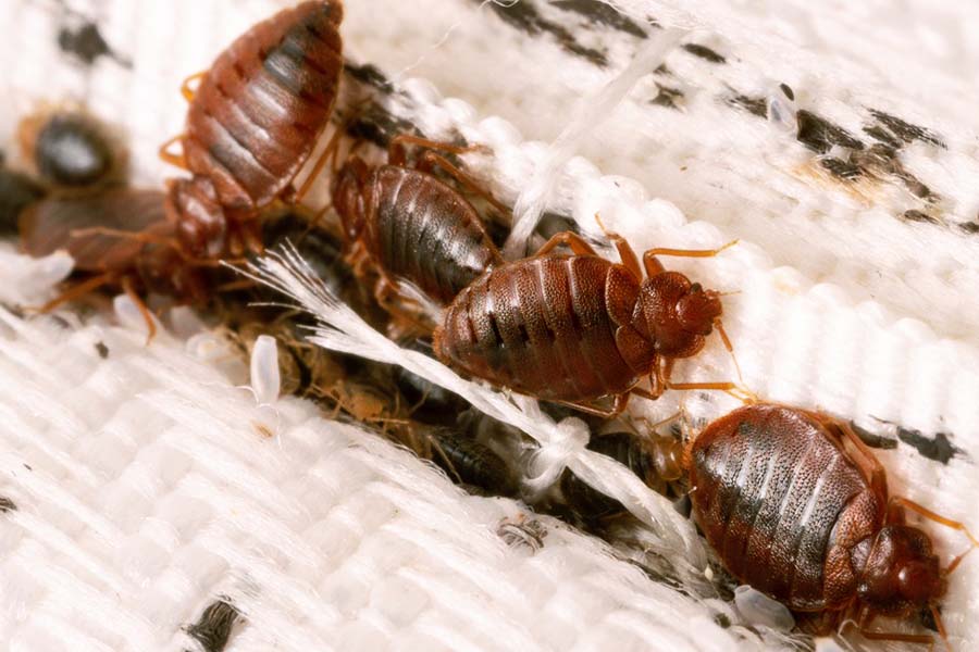 Factors That Attract Bed Bugs