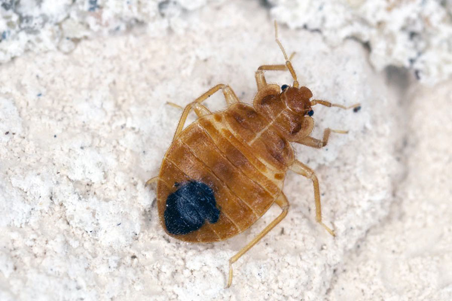 How Do Bed Bugs Die Naturally