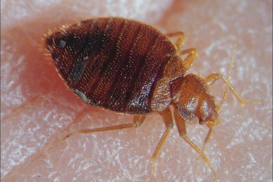 How Long Can Bed Bugs Stay Dormant