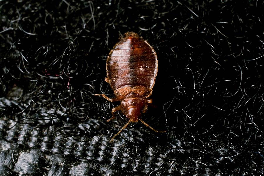 How Long Does It Take a Bed Bug to Starve