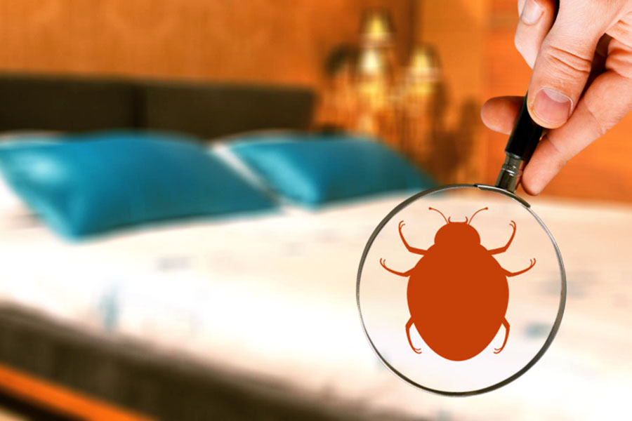 Regular Checks for Bed Bug Presence