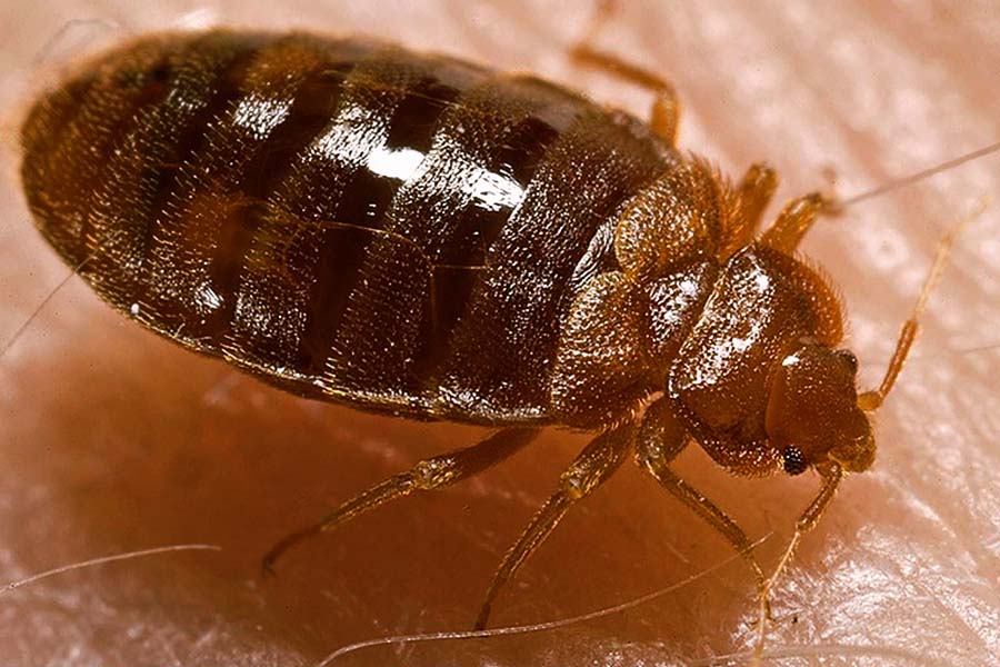 Sheddings and the Lifecycle of Bed Bugs