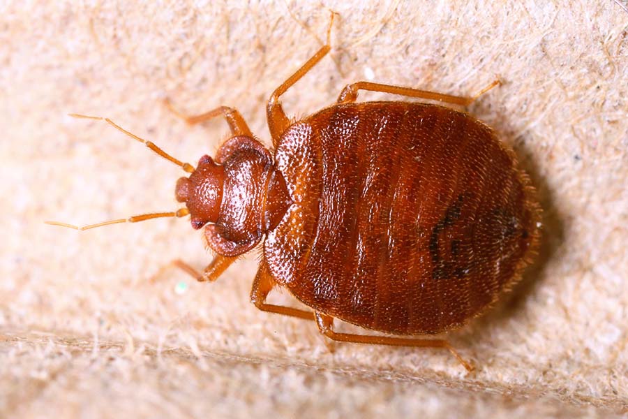 What Does Bed Bug Shedding Look Like