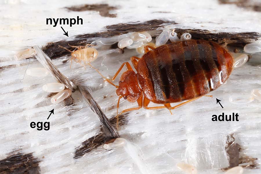 What Is the Life Expectancy of a Bed Bug